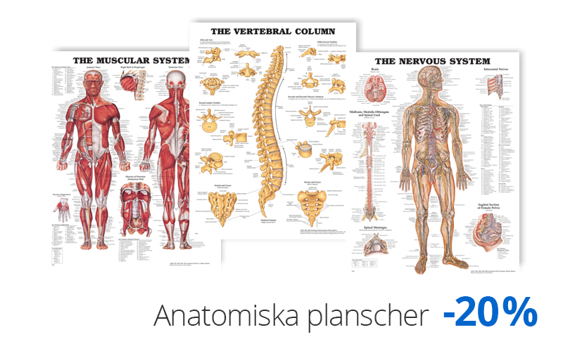 anatomiska planscher, fysioterapi, akupunkturplanscher, medema physio, medema