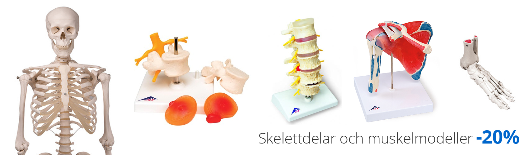 skelett, muskelmodell, ledmodell, pelvismodell, fysioterapi, rehab, medema physio, medema
